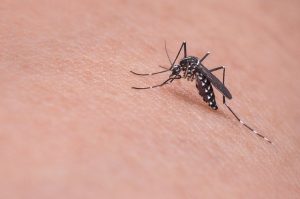 רשתות נגד יתושים לבית